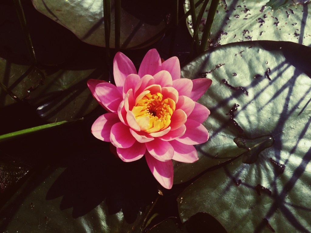 A walk through Amstel&nbsp;Park