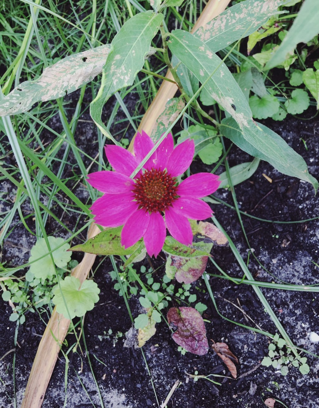 Labelled and Misunderstood&nbsp;Pink