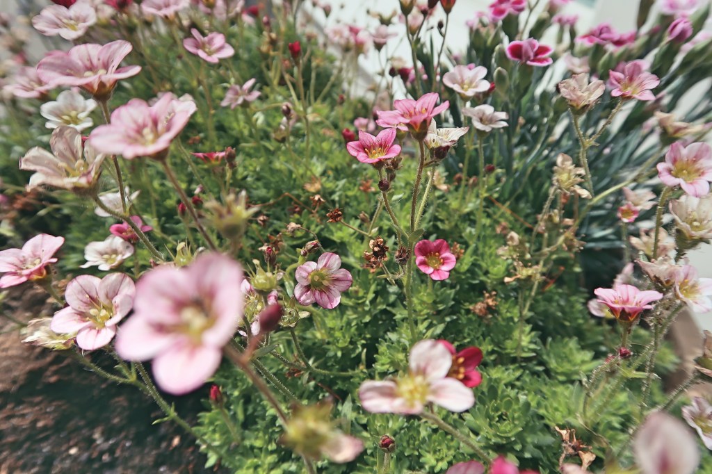 Burgerbar and galvanting around Sarphati&nbsp;Park