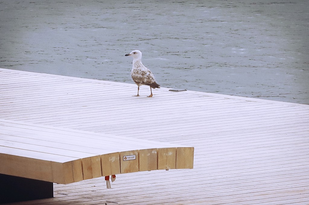 ‘the PhD experience’