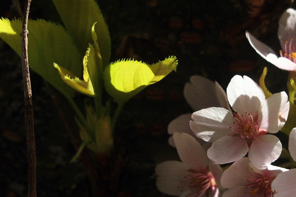 Cherry Blossoms in Amsterdamse&nbsp;Bos